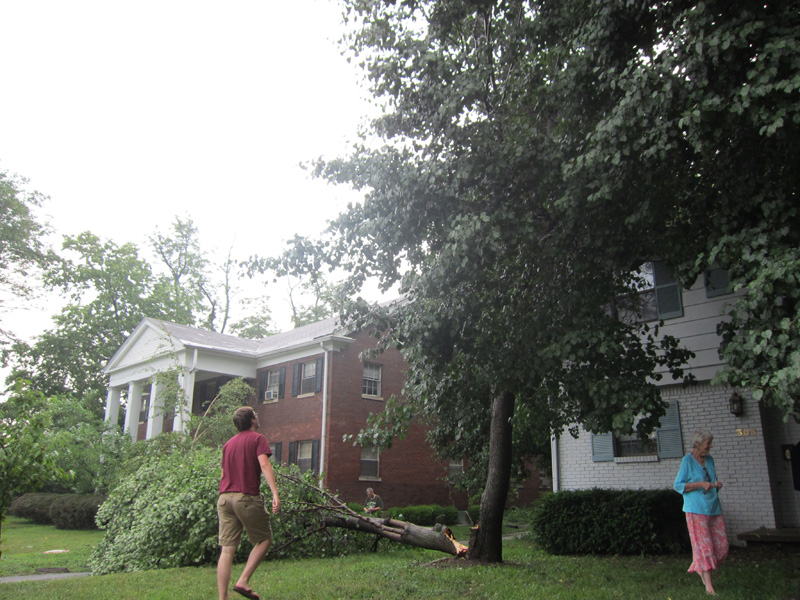 A tree fall down after a storm damage