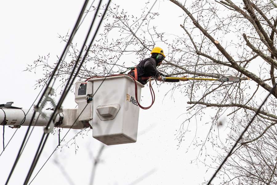Arborist cutting tree branches in Mobile Alabama