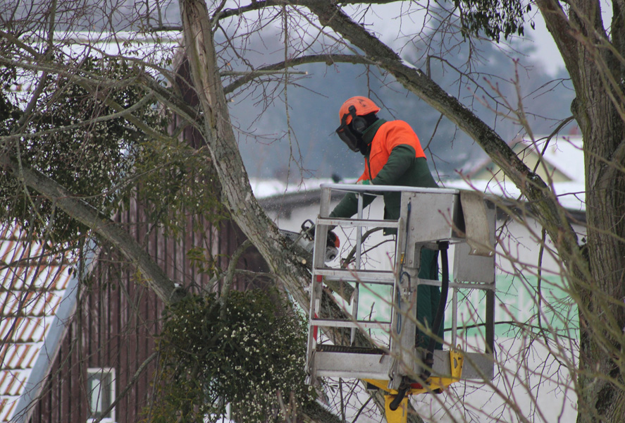 Ongoing tree trimming in a residential area